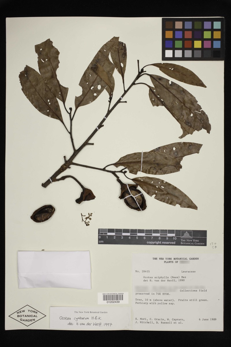 Mespilodaphne cymbarum