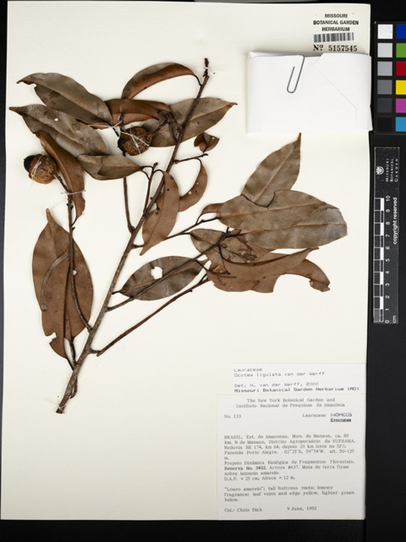 Mespilodaphne ligulata