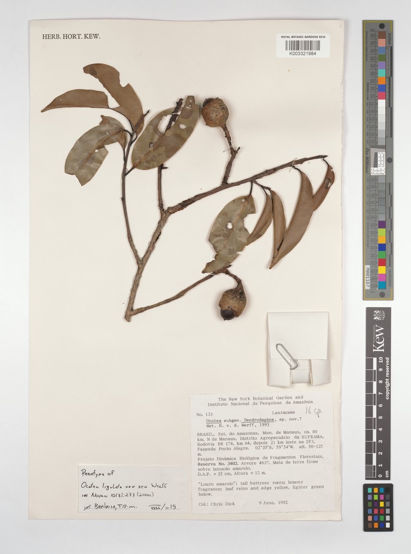 Mespilodaphne ligulata photo 2