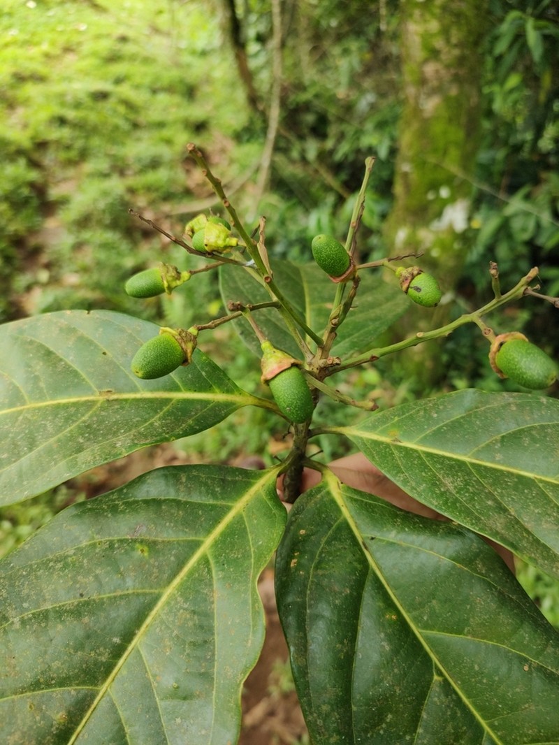 Mespilodaphne macrophylla