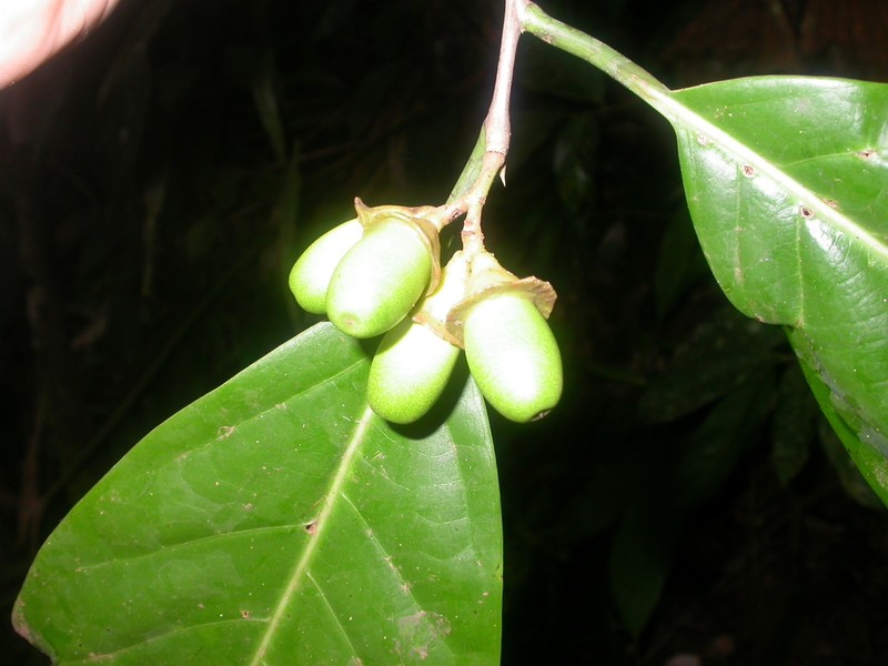 Mespilodaphne macrophylla photo 2