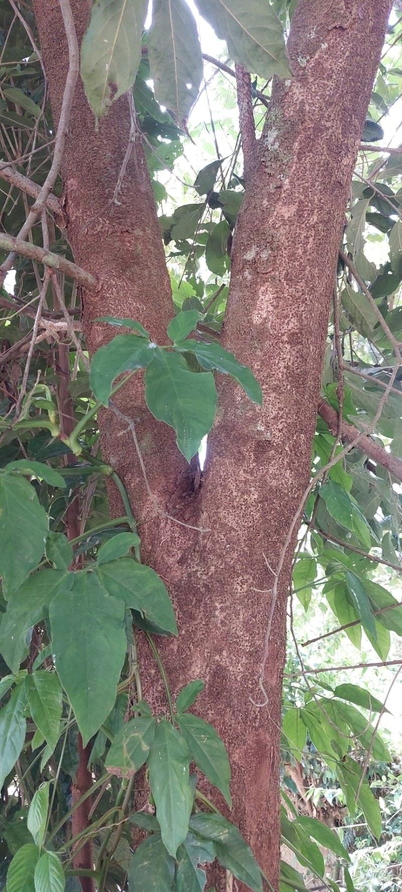 Mespilodaphne macrophylla photo 3