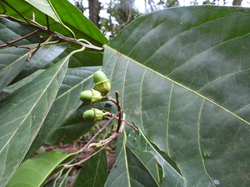 Mespilodaphne macrophylla photo 4