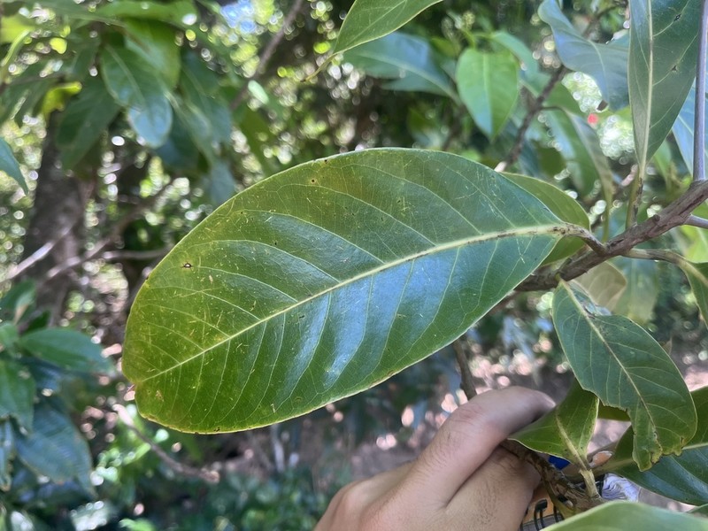 Mespilodaphne macrophylla photo 5