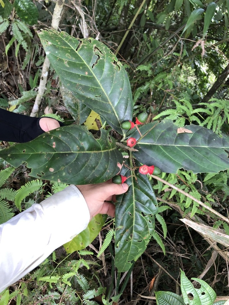 Mespilodaphne macrophylla photo 6
