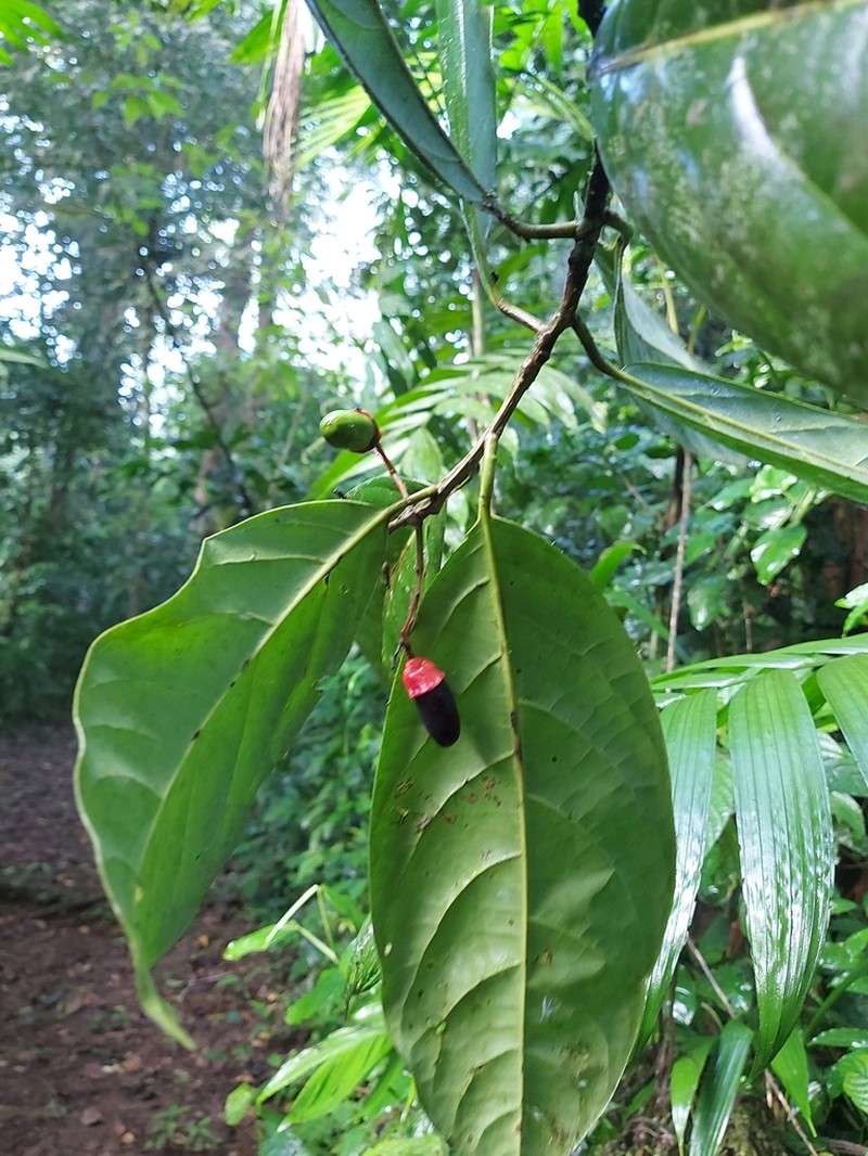 Mespilodaphne macrophylla photo 7