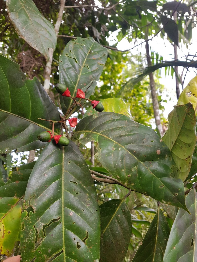 Mespilodaphne macrophylla photo 8