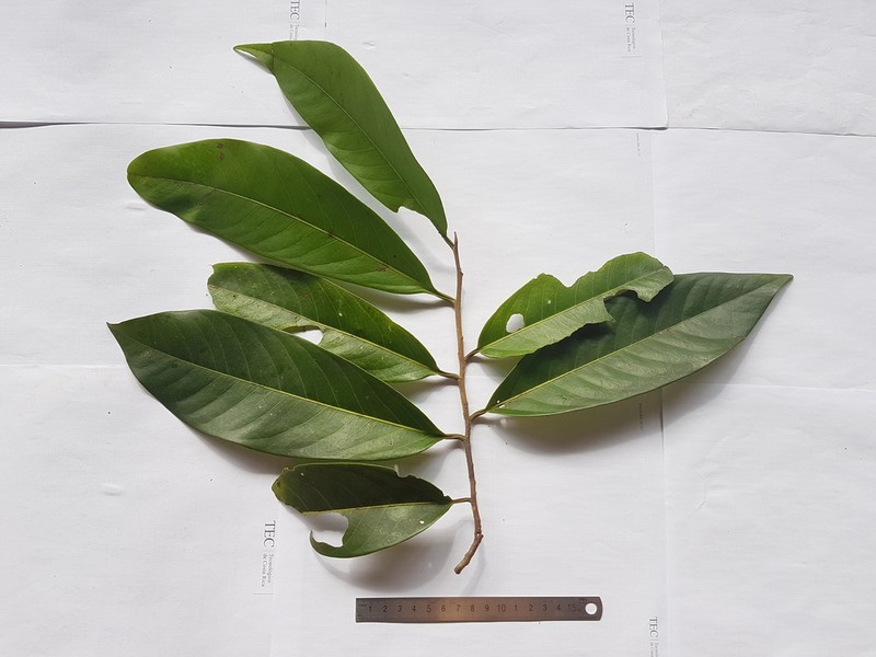 Mespilodaphne morae photo 2