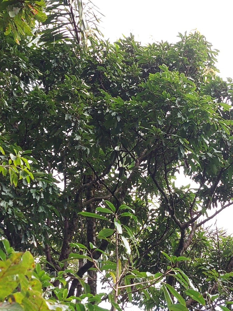 Mespilodaphne morae photo 3