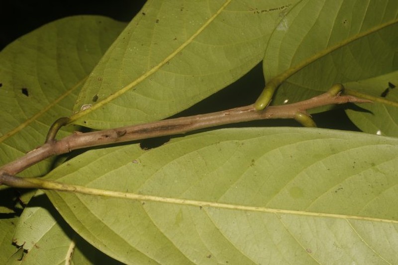 Mespilodaphne morae photo 4