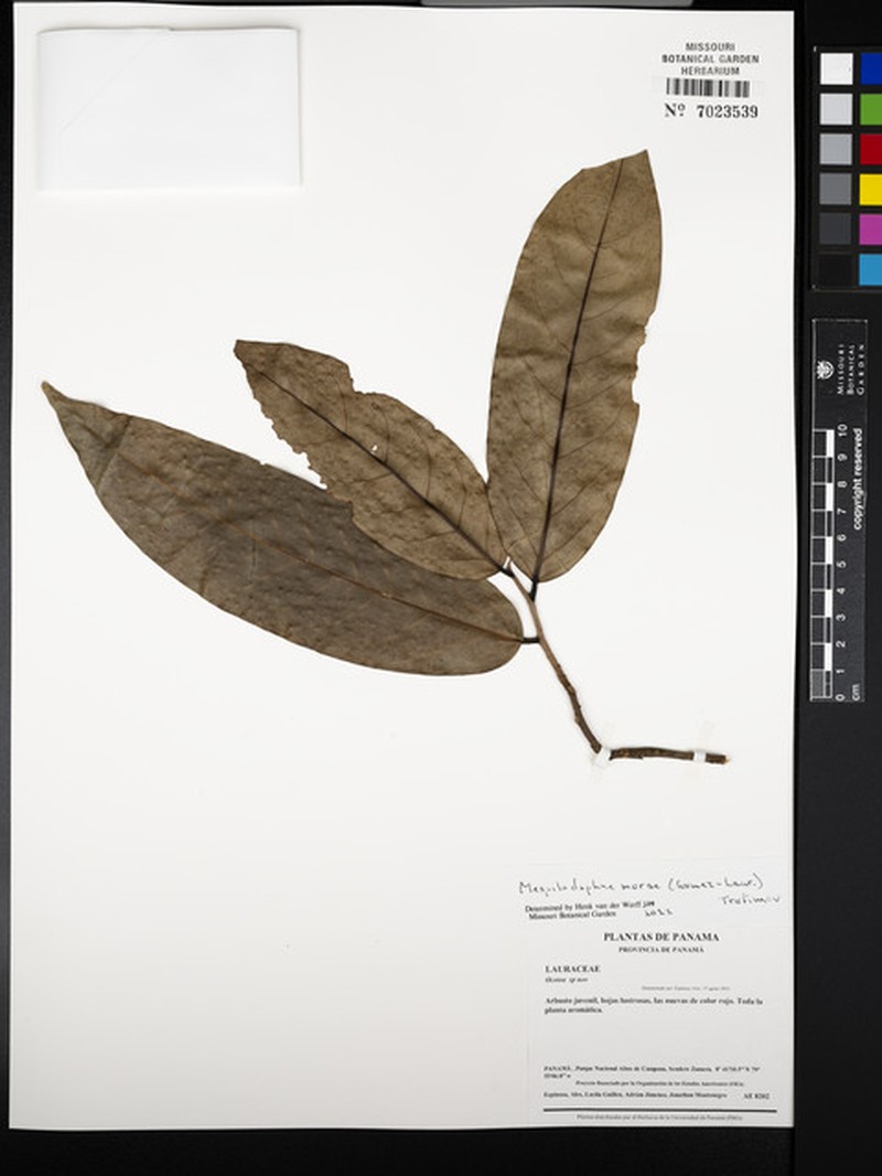 Mespilodaphne morae photo 5