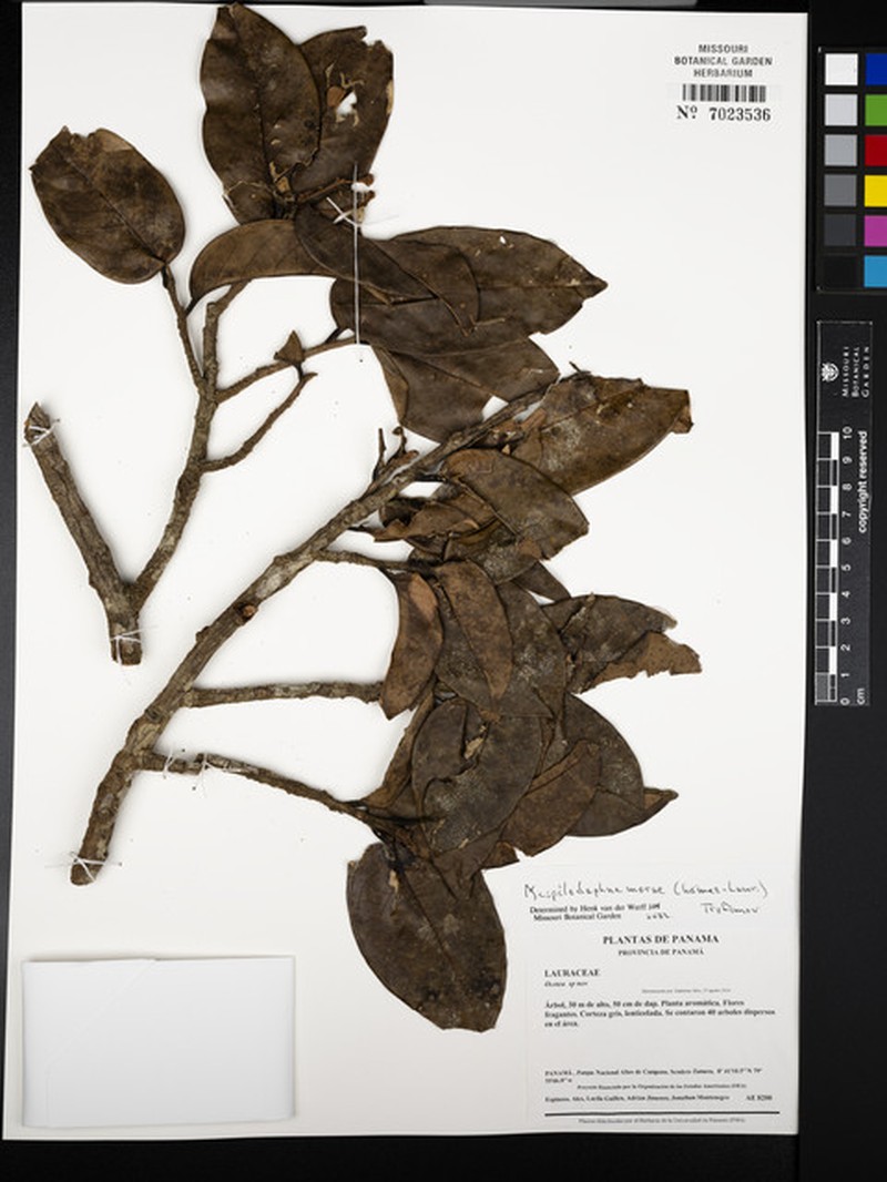 Mespilodaphne morae photo 6