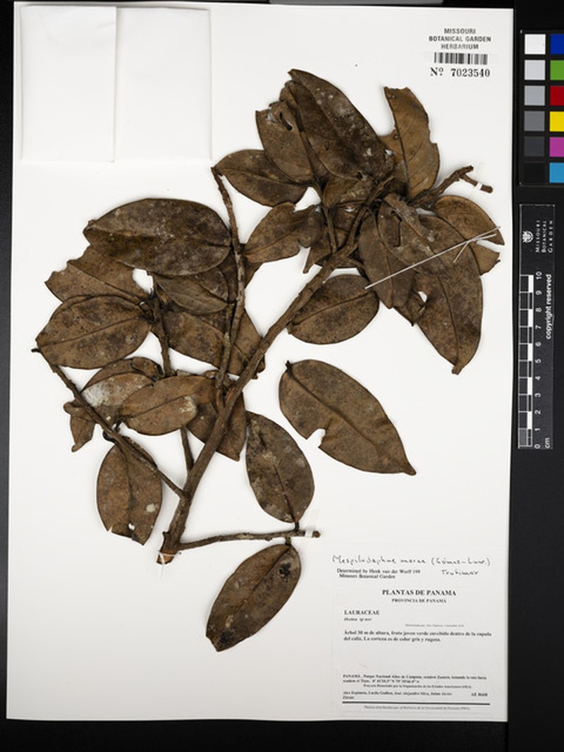 Mespilodaphne morae photo 7