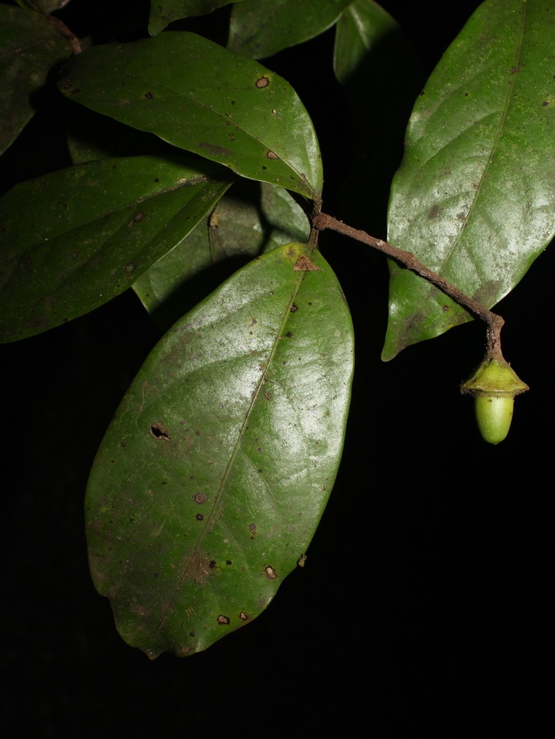 Mespilodaphne paradoxa