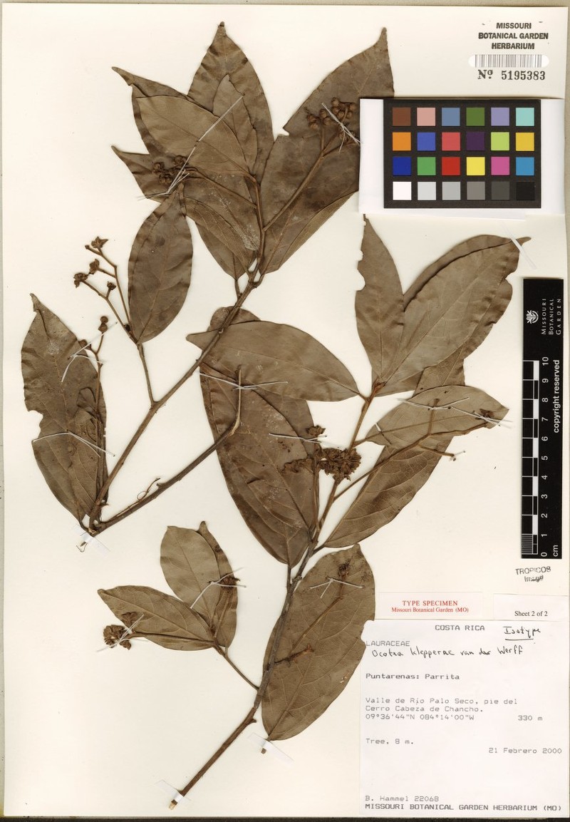 Mespilodaphne paradoxa photo 2