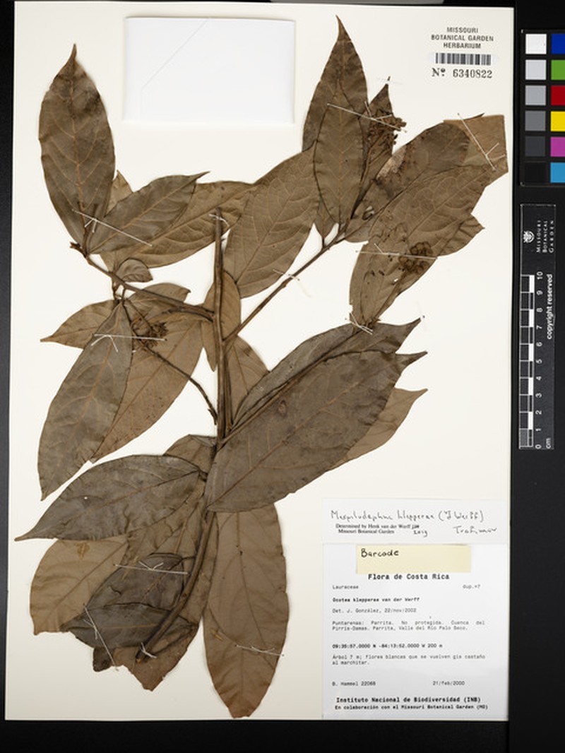 Mespilodaphne paradoxa photo 3