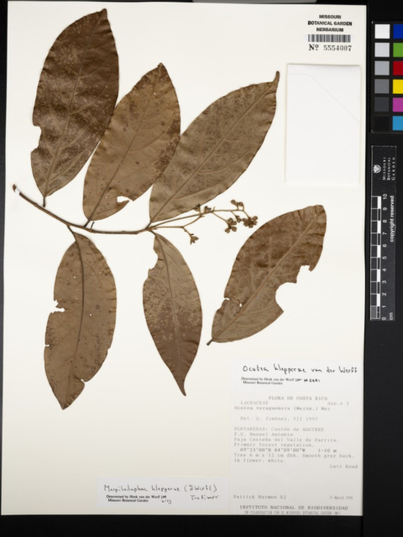Mespilodaphne paradoxa photo 4