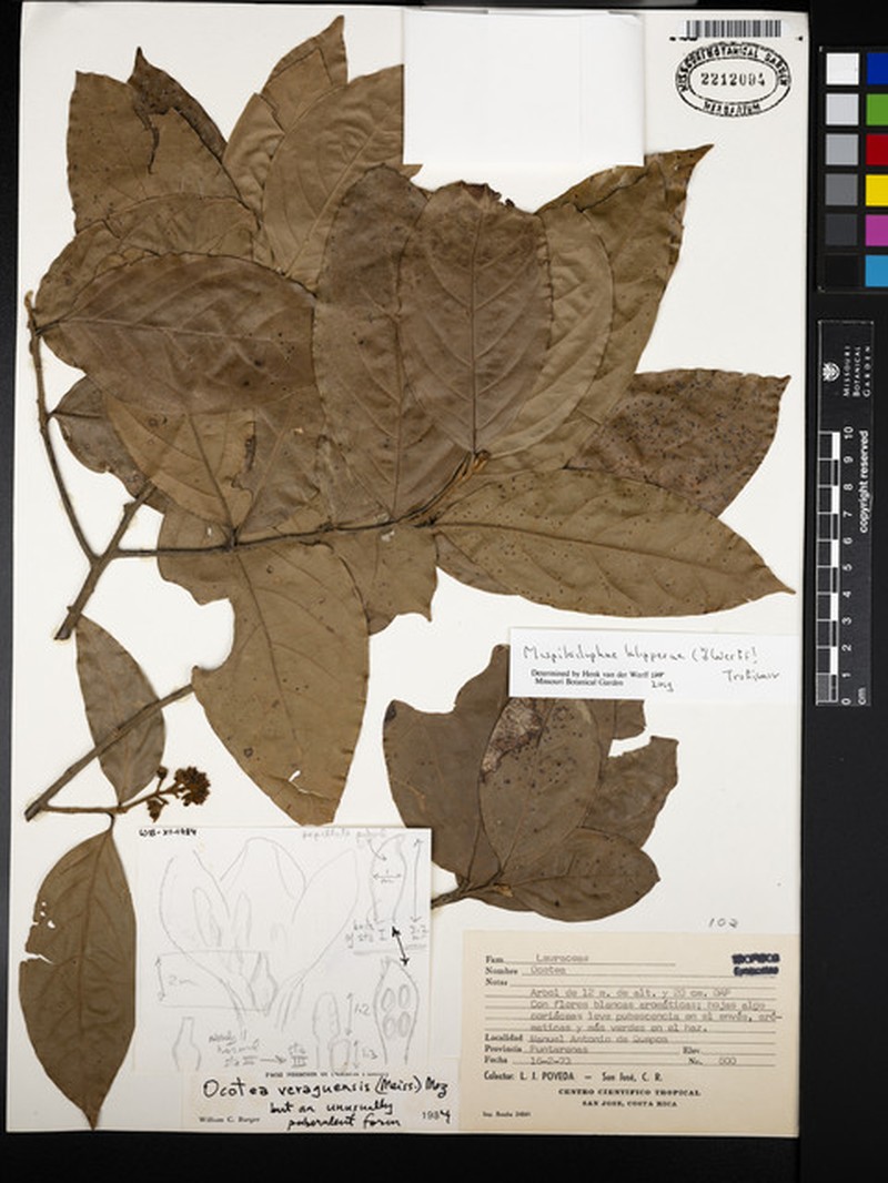 Mespilodaphne paradoxa photo 5