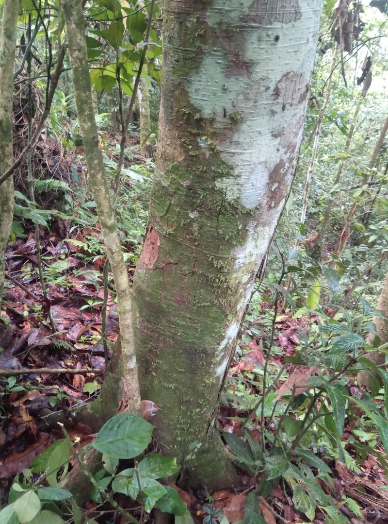 Mespilodaphne quixos photo 3