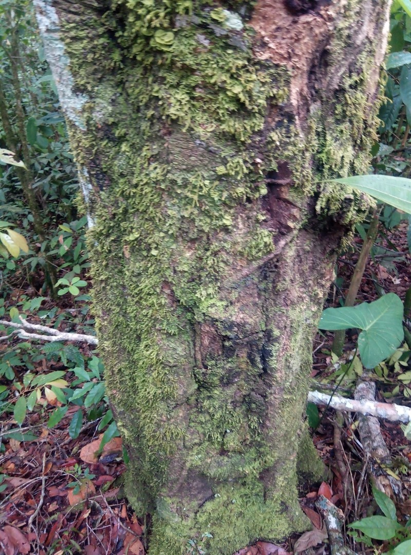 Mespilodaphne quixos photo 4