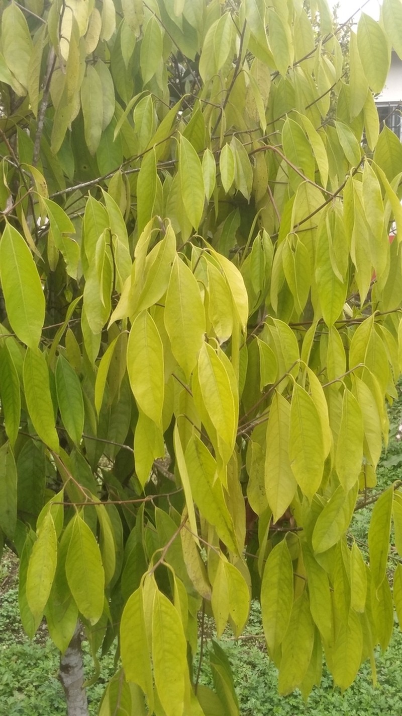 Mespilodaphne quixos photo 6
