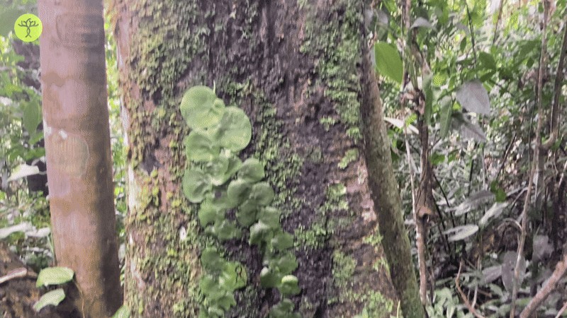 Mespilodaphne quixos photo 7