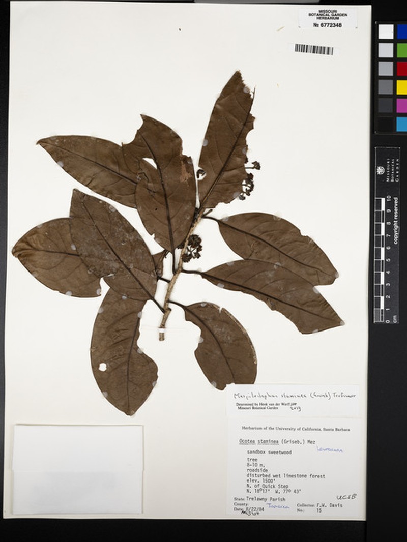 Mespilodaphne staminea