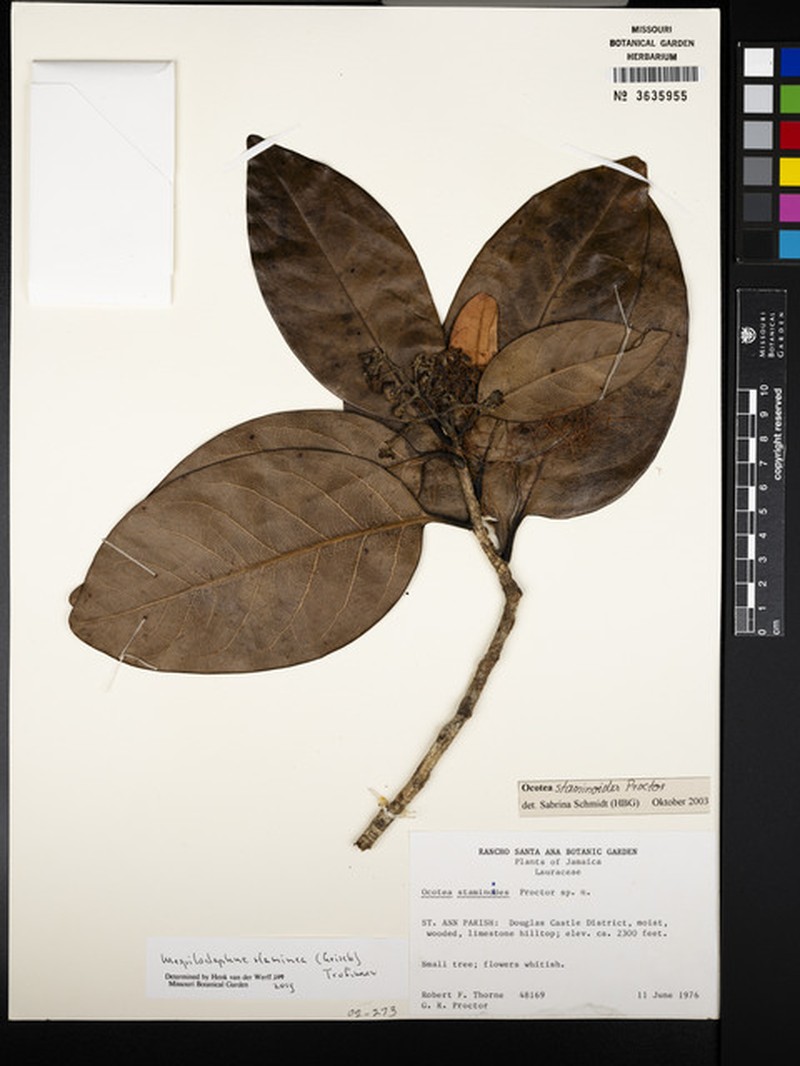 Mespilodaphne staminea photo 2