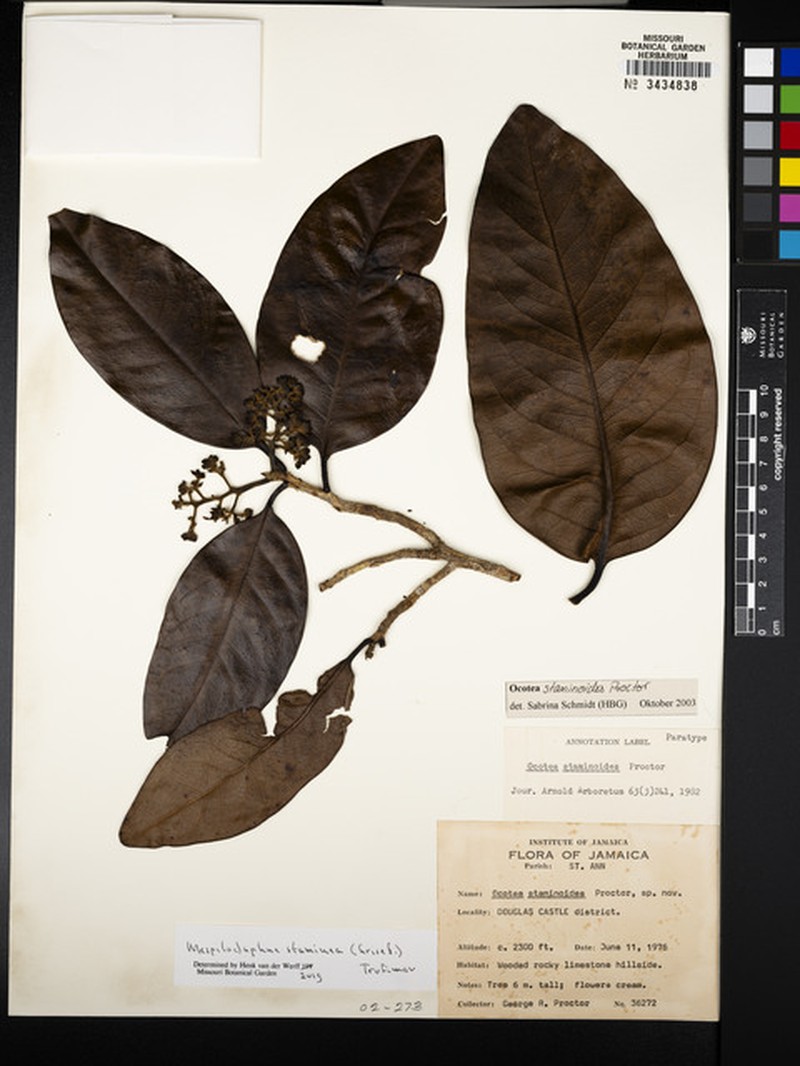 Mespilodaphne staminea photo 3