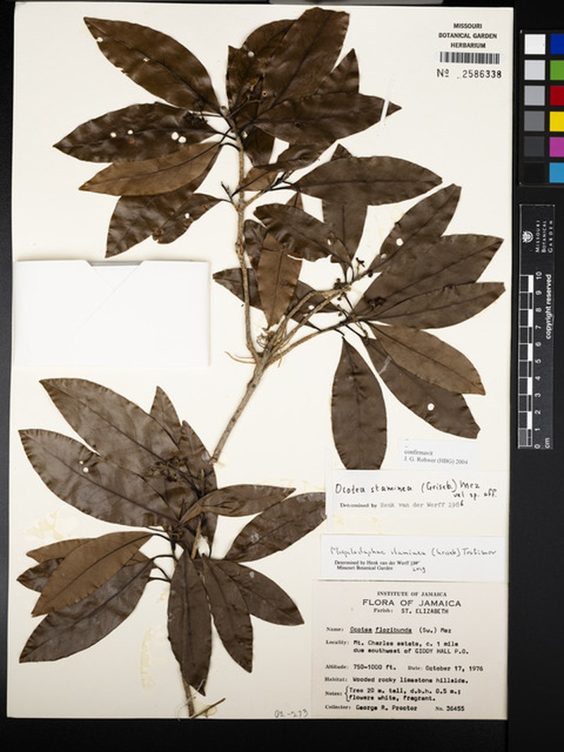 Mespilodaphne staminea photo 4