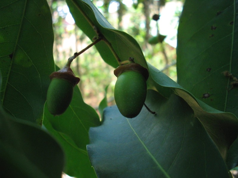 Mespilodaphne veraguensis