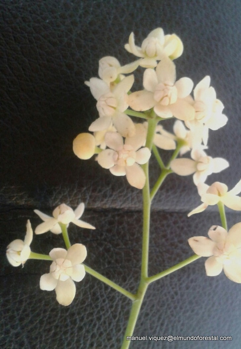 Mespilodaphne veraguensis photo 2