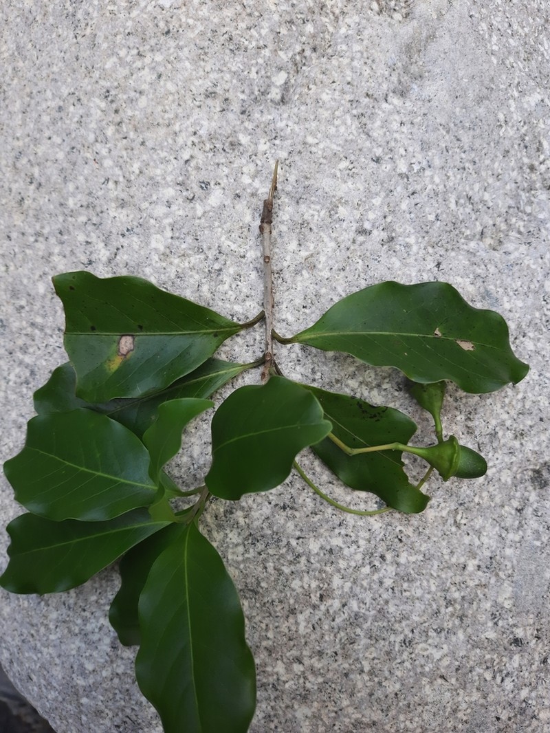 Mespilodaphne veraguensis photo 3
