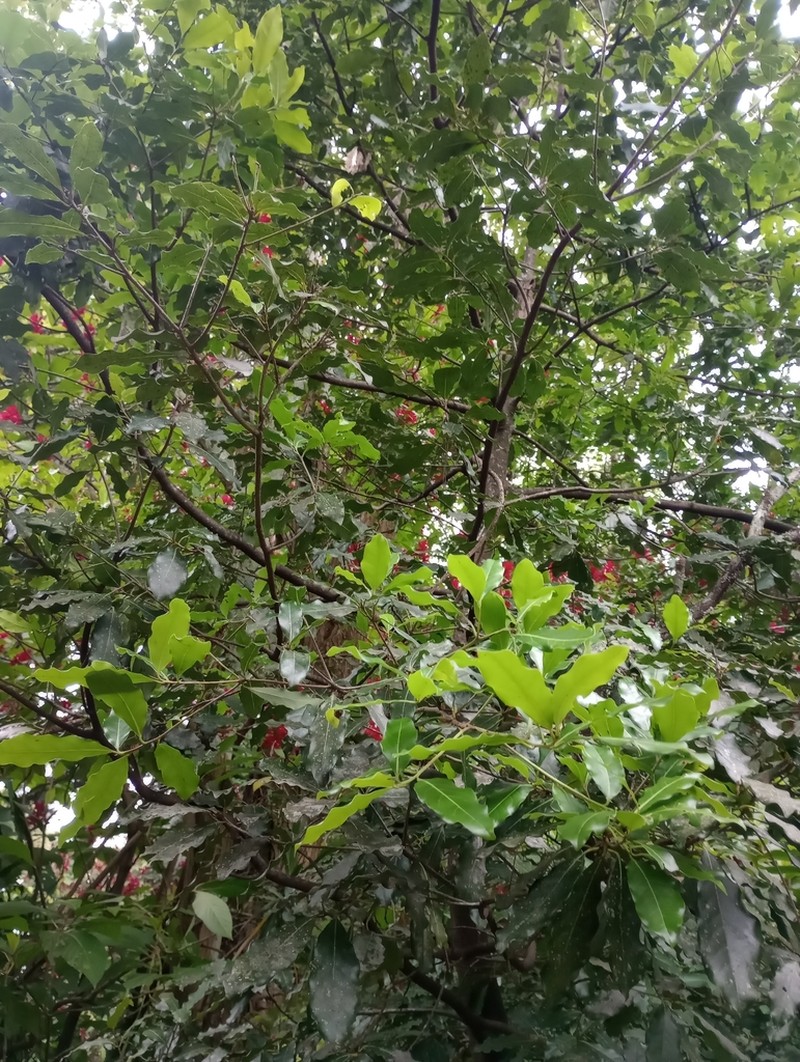 Mespilodaphne veraguensis photo 4