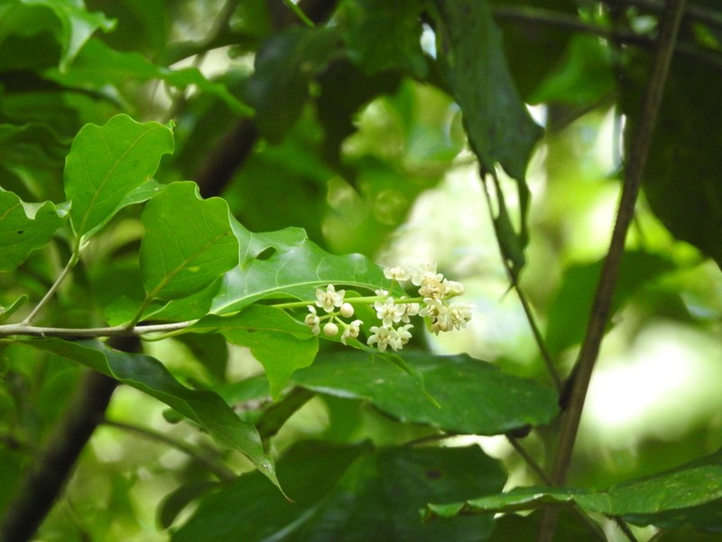 Mespilodaphne veraguensis photo 5