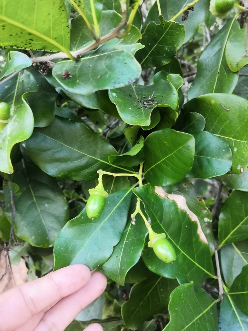 Mespilodaphne veraguensis photo 6
