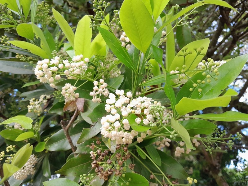 Mespilodaphne veraguensis photo 7