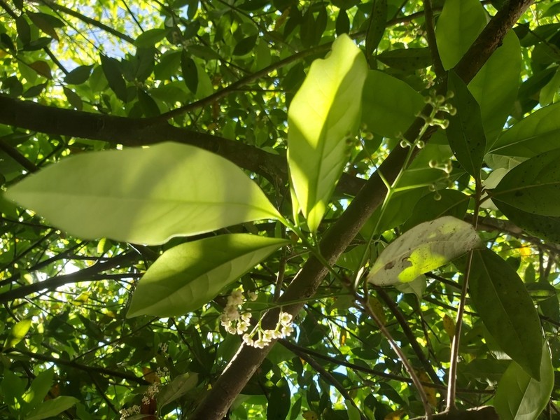 Mespilodaphne veraguensis photo 8