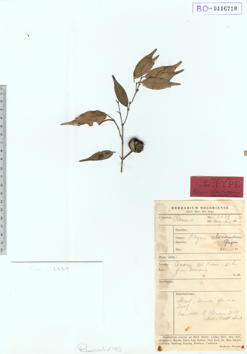 Mesua clemensiorum