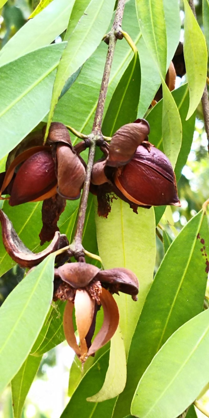Mesua ferrea photo 6
