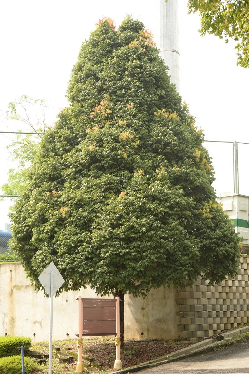 Mesua ferrea photo 7
