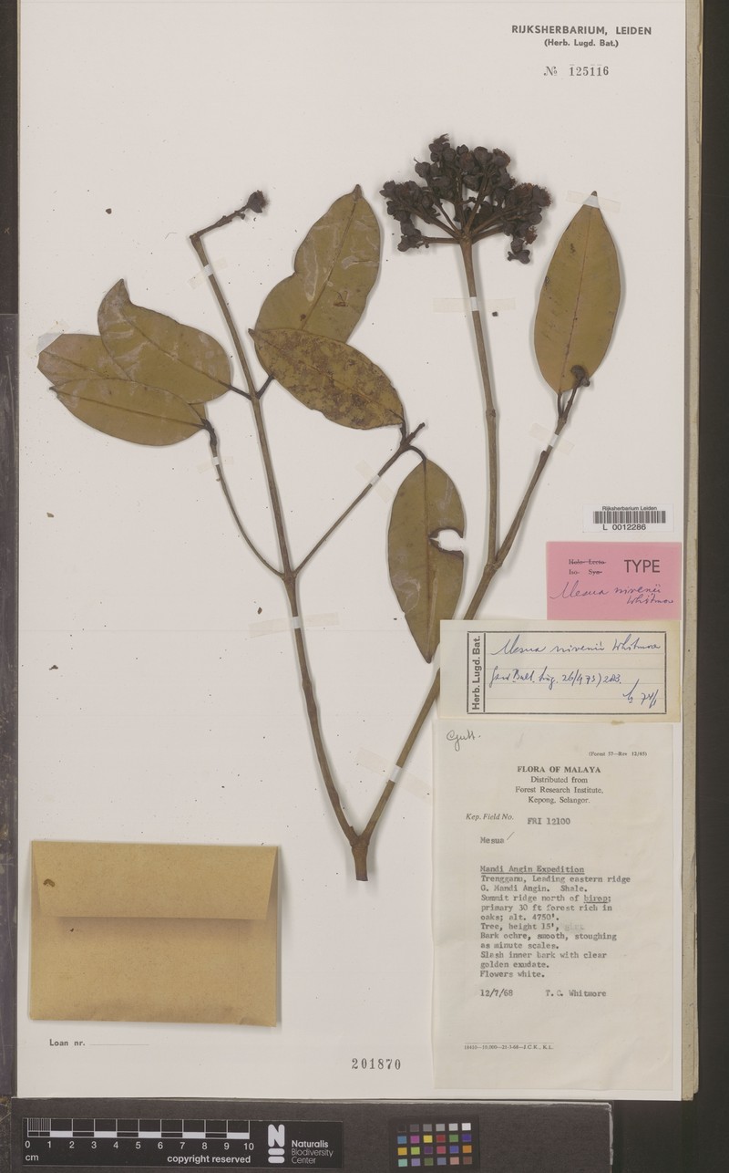 Mesua nivenii