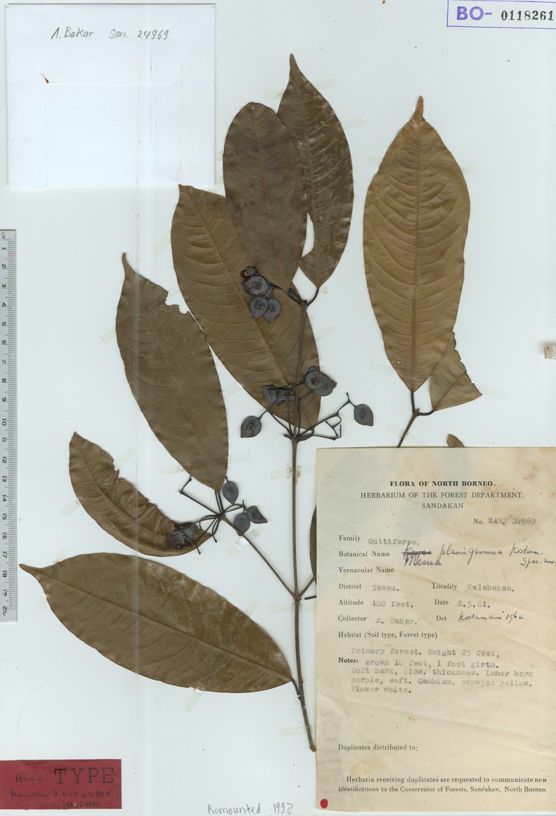 Mesua planigemma photo 2