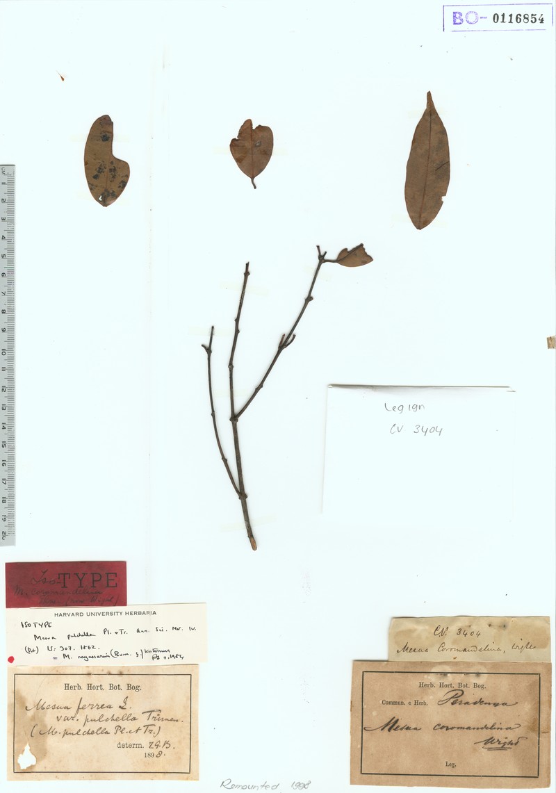 Mesua pulchella