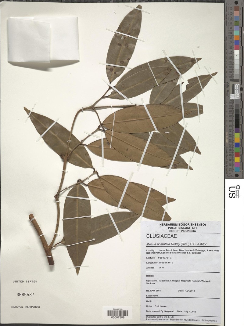Mesua pustulata