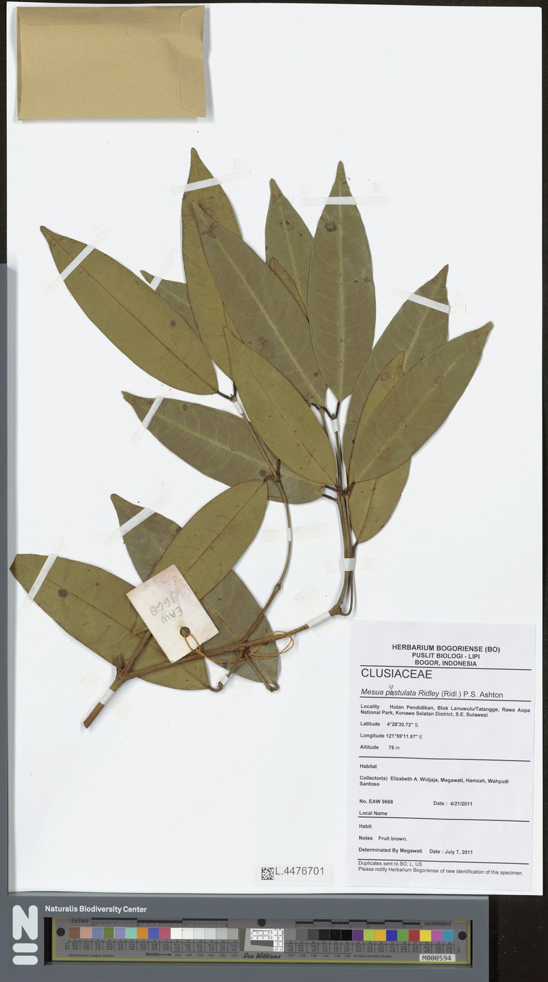 Mesua pustulata photo 2
