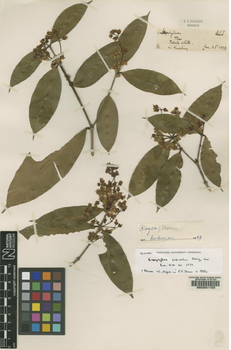 Mesua pustulata photo 3