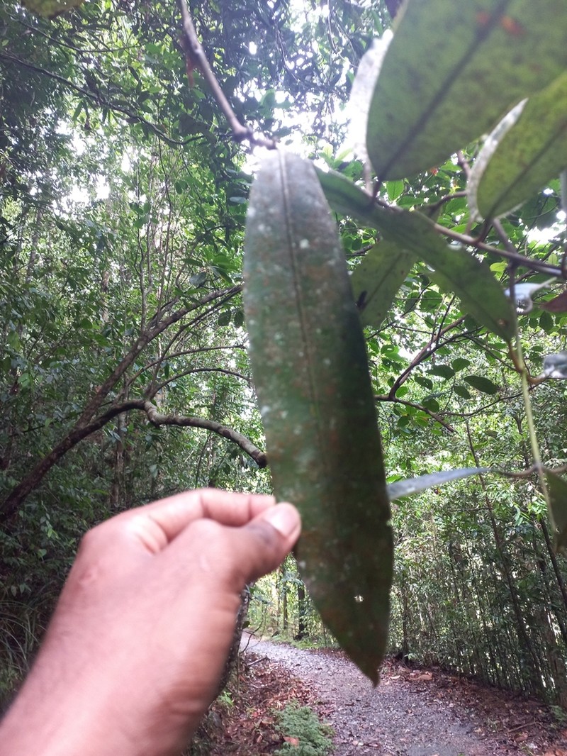 Mesua thwaitesii