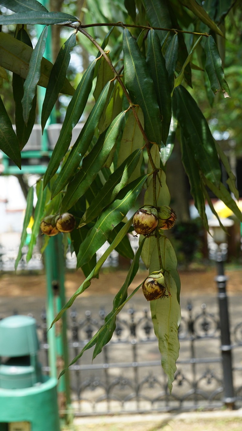 Mesua thwaitesii photo 3