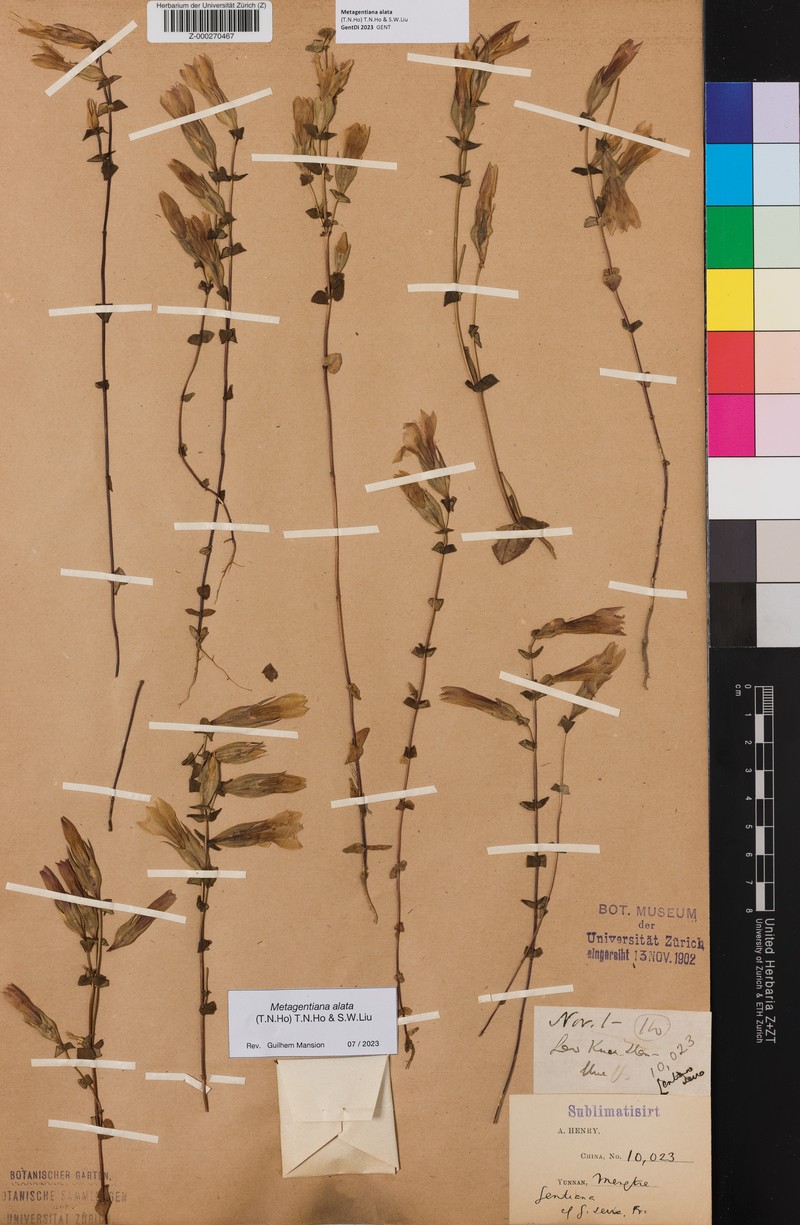 Metagentiana alata
